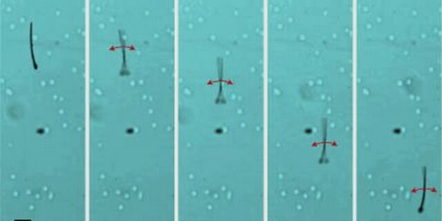 MagnetoSperm: Το πρώτο ρομπότ-σπερματοζωάριο που ελέγχεται με μαγνητάκια ψυγείου