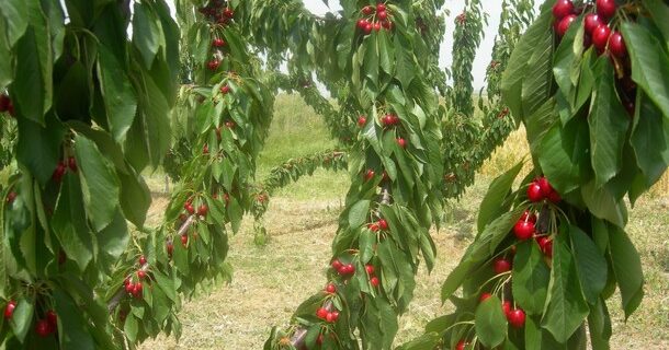 Σαπίζει η παραγωγή πάνω στα δέντρα ελλείψει εργατικών χεριών