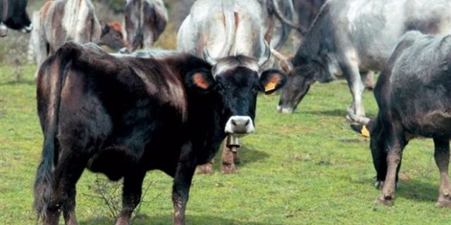 Μοσχάρια από σπίτι με καλή ανατροφή και μουσική παιδεία