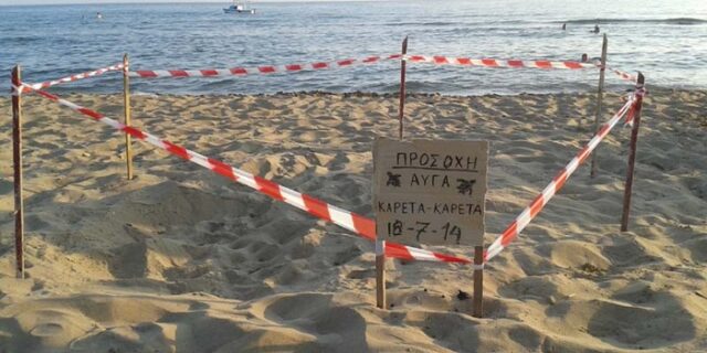 Χελώνα Καρέτα-Καρέτα γέννησε τα αυγά της στην παραλία της Σπιάντζας
