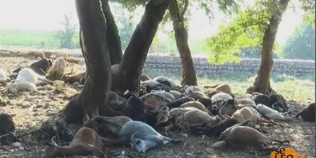 Βίντεο: Κεραυνός σκότωσε κοπάδι στη Θεσσαλονίκη