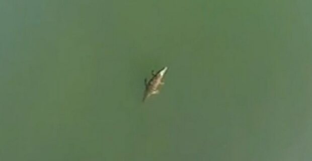 Το κροκοδειλάκι που μας ενώνει