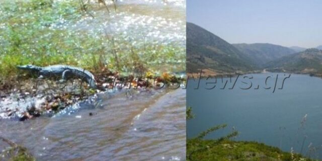 Ρέθυμνο: Φοβούνται ότι οι κροκόδειλοι είναι δυο