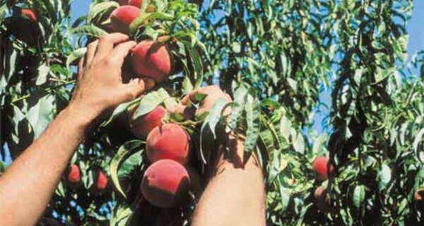 Βέροια: Σε δεινή θέση δηλώνουν πως βρίσκονται οι παραγωγοί επιτραπέζιου ροδάκινου