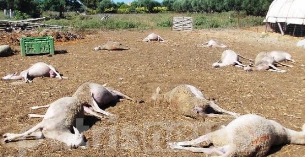 Δηλητηρίασαν ολόκληρο κοπάδι πρόβατα