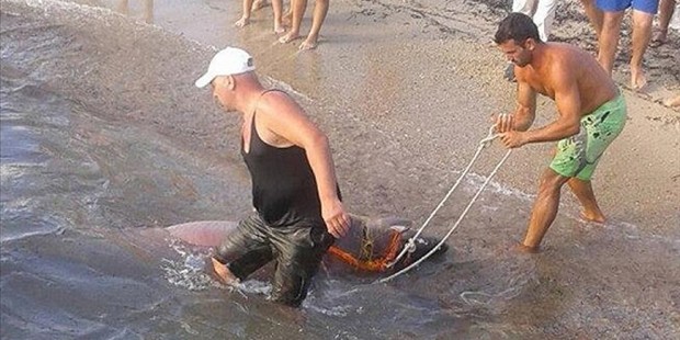 Χαλκιδική: Ψαράς έπιασε σκυλόψαρο τριών μέτρων και το τράβηξε στην ακτή με σχοινί