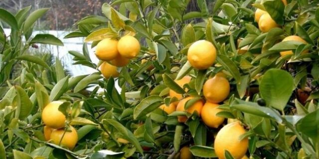 Ανήλικος έκλεψε λεμόνια αξίας 10.000 ευρώ στην Κορινθία