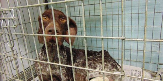 Εικόνες φρίκης στην Κομοτηνή: Βασάνισαν κυνηγόσκυλο με καυστικό οξύ!