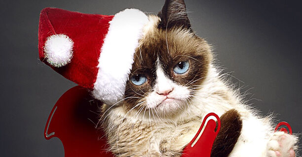 H Grumpy Cat έχει τη δική της… χειρότερα δεν γίνεται ταινία!