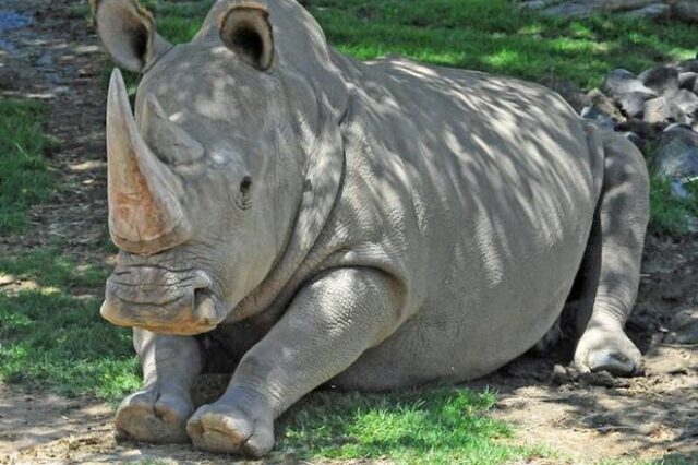 Εξαφανίζονται οι λευκοί ρινόκεροι, μετά το θάνατο ενός εκ των έξι τελευταίων του είδους