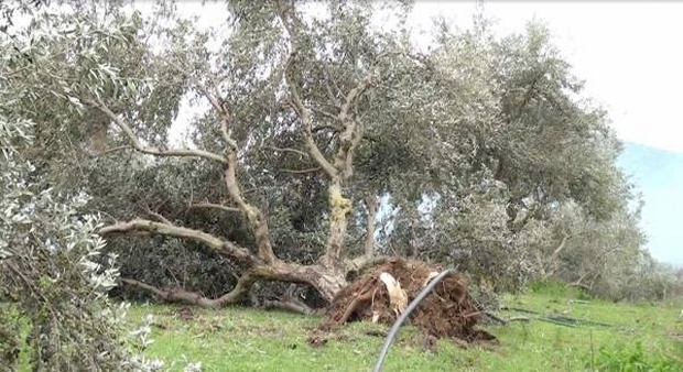 Πελοπόννησος: Μεγάλες ζημιές στις καλλιέργειες από την κακοκαιρία