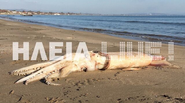 Βίντεο: Τεράστια καλαμάρια στο Κατάκολο