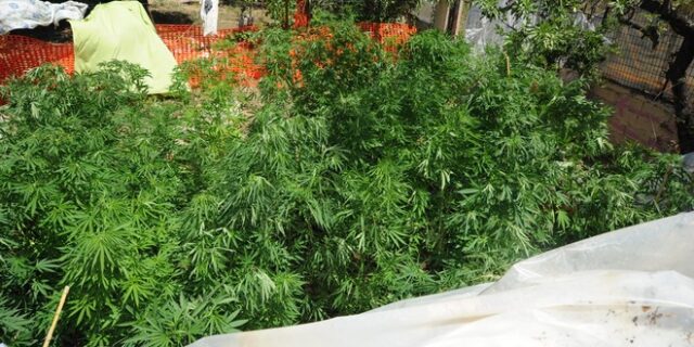 Οι μεζονέτες του Skunk με στόχο 50.000.000€