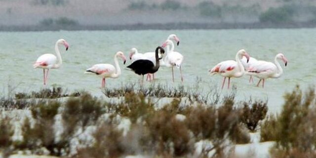 Εντοπίστηκε εξαιρετικά σπάνιο μαύρο φλαμίνγκο στην Κύπρο. Ελάχιστοι το έχουν δει στον κόσμο