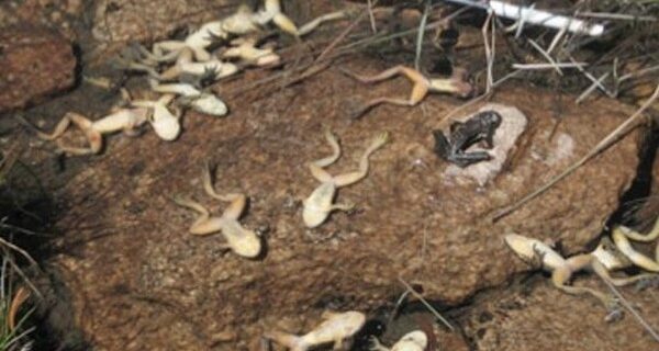 Εντοπίστηκε στα Ιωάννινα επικίνδυνος μύκητας