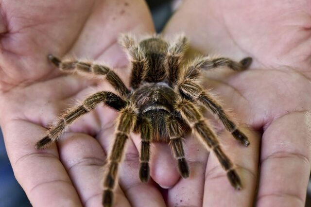 Έτσι θα μπορούσαν οι αράχνες να αφανίσουν τους ανθρώπους μέσα σε ένα χρόνο