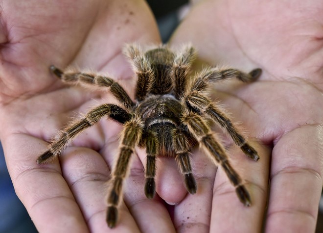 Έτσι θα μπορούσαν οι αράχνες να αφανίσουν τους ανθρώπους μέσα σε ένα χρόνο