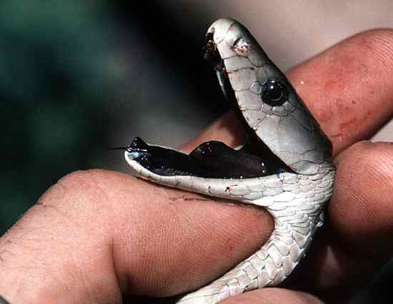 Αυτά είναι τα δέκα πιο επικίνδυνα φίδια του κόσμου