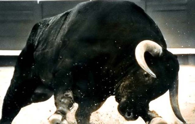 Τρίκαλα: Μαινόμενος ταύρος κυκλοφορεί ελεύθερος και σκορπίζει τον τρόμο. Ένας τραυματίας