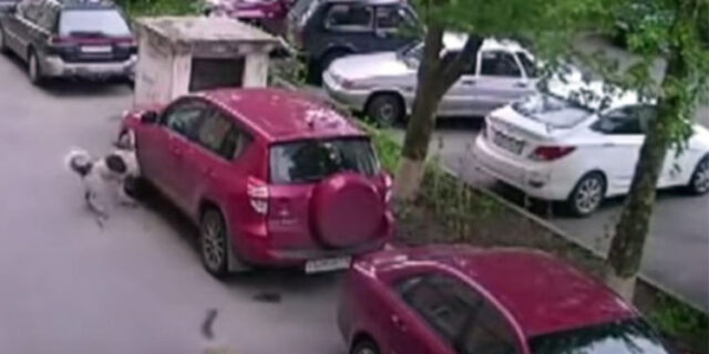 Σκυλιά στη Ρωσία βρήκαν αυτό το Toyota RAV4 νοστιμότατο