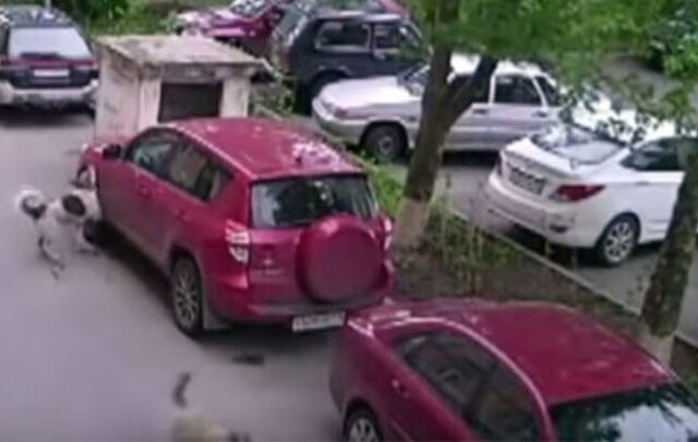 Σκυλιά στη Ρωσία βρήκαν αυτό το Toyota RAV4 νοστιμότατο