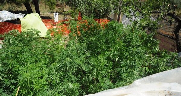 Αρκαδία: Περισσότερα από 700 δενδρύλλια κάνναβης εντοπίστηκαν σε χασισοφυτεία