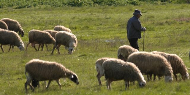 Κρεοπώλης προσποιούνταν τον αστυκτηνίατρο και εκβίαζε τους ανταγωνιστές του