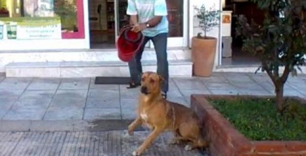 Βίντεο: Φαρμακοποιός μπουγελώνει σκύλο με χλωρίνη για να τον απομακρύνει από το κατάστημά του