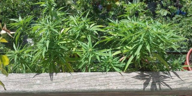 Ηλικιωμένος είχε μετατρέψει το μπαλκόνι και τον κήπο του σε χασισοφυτεία