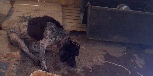 Η ‘άλλη’ πλευρά μιας πυρκαγιάς. Έσωσαν τα ζώα πριν τα πνίξουν οι καπνοί