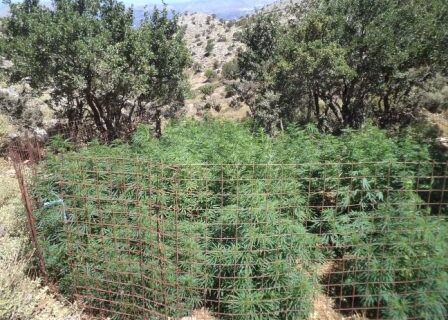 Ολοκληρώθηκε τεράστια επιχείρηση της ΕΛ.ΑΣ. για τον εντοπισμό 17 χασισοφυτειών στην Κρήτη
