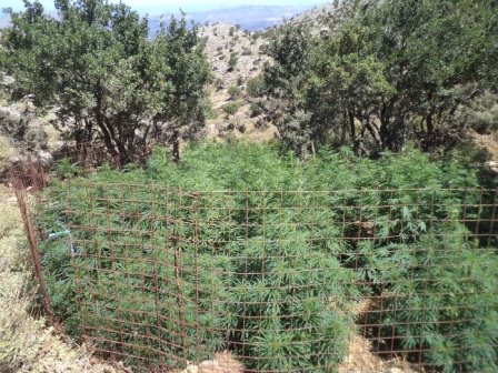 Ολοκληρώθηκε τεράστια επιχείρηση της ΕΛ.ΑΣ. για τον εντοπισμό 17 χασισοφυτειών στην Κρήτη