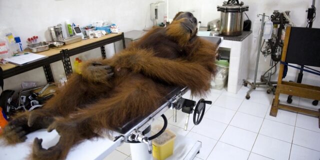 Μία εικόνα 1000 λέξεις: Οι τελευταίοι ουρακοτάγκοι