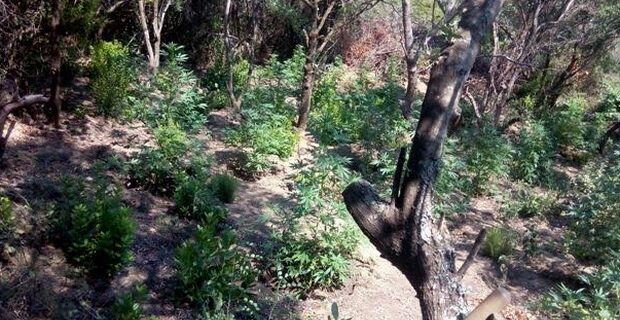 Σε εξέλιξη έρευνες για τον εντοπισμό χασισοκαλλλιεργητή που πυροβόλησε εναντίον αστυνομικών
