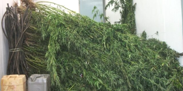 Εντοπίσθηκε χασισοφυτεία στην Μαλακάσα