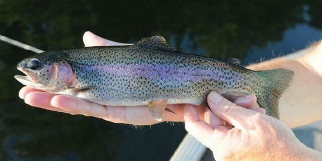 Αντιμνημονιακές πέστροφες νεοελληνικής καταγωγής