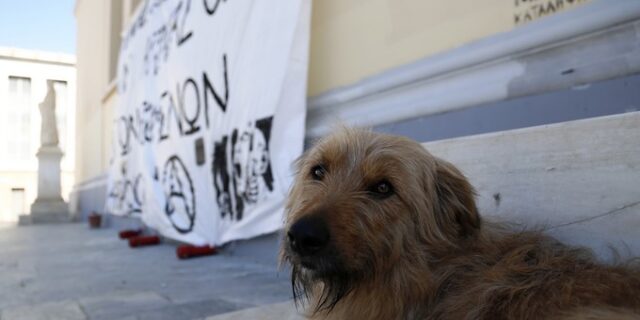 Συλλήψεις για δύο απανωτά περιστατικά βασανισμού και θανάτωσης σκύλων