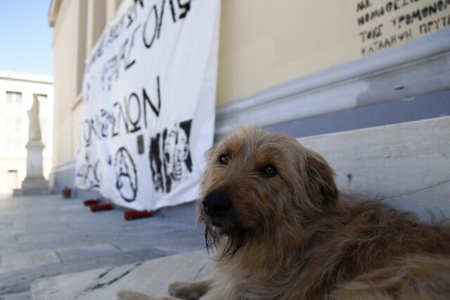 Συλλήψεις για δύο απανωτά περιστατικά βασανισμού και θανάτωσης σκύλων