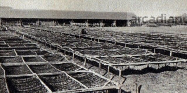 Μηχανή του Χρόνου: Όταν καλλιεργούσαν νόμιμα χασίς στην Αρκαδία. ‘Όλα τα κορίτσια ήταν εύθυμα και πειρακτικά’