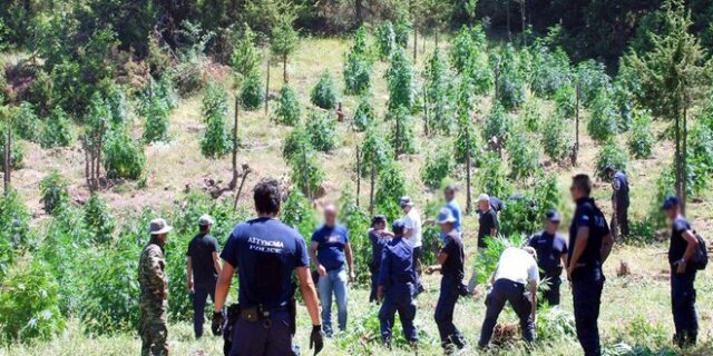 Εντοπίσθηκε νέα χασισοφυτεία στην περιοχή του Τατοΐου