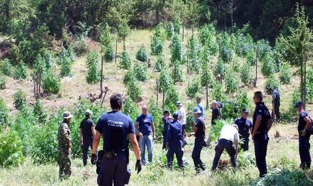 Εντοπίσθηκε νέα χασισοφυτεία στην περιοχή του Τατοΐου