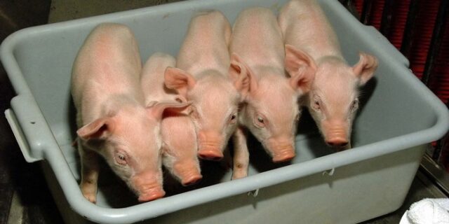 Έντομα, νανοϋλικά και κλωνοποιημένα τρόφιμα ρυθμίζει ο αναθεωρημένος κανονισμός της ΕΕ