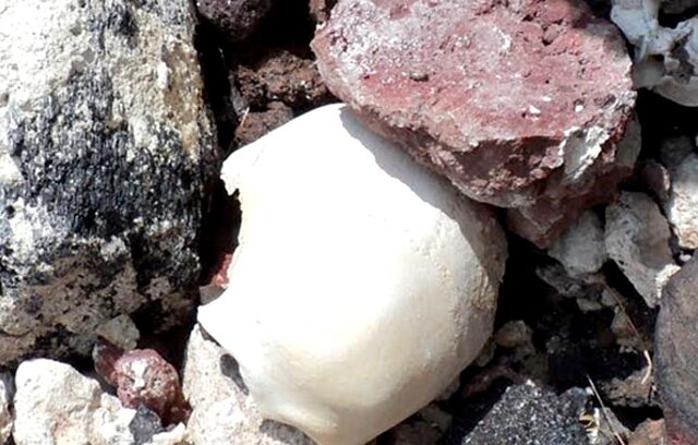 Αρχαία τα οστά που βρέθηκαν στην Σαντορίνη και όχι του Βαζακόπουλου