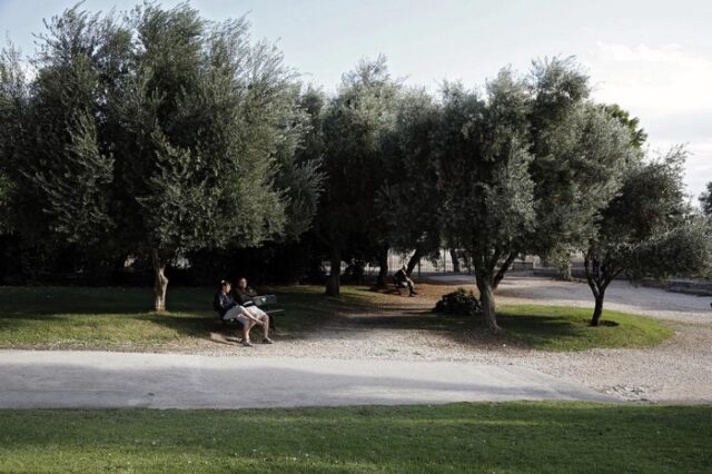 Λάδι βγάζει ο δήμος Γλυφάδας από τις ελιές στους κοινόχρηστους χώρους του