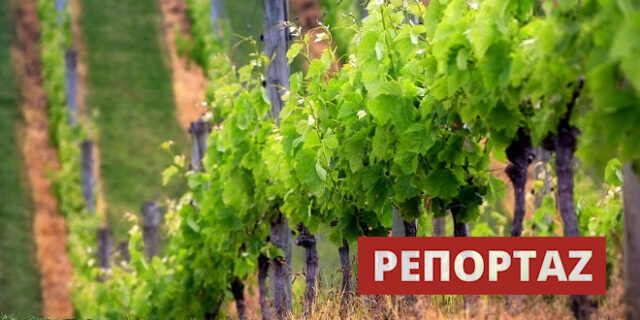 Φόρος στο κρασί: Φτωχοποιούν 200.000 οικογένειες. Κραυγή αγωνίας από τους παραγωγούς και τις ενώσεις οίνου