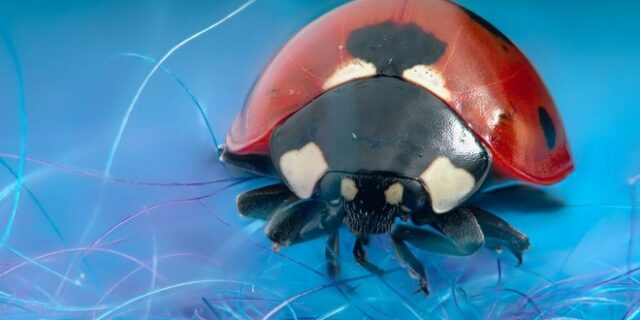 Sony α7R ΙΙ: Ποιος θα ξεχειμωνιάσει σπίτι σας φέτος;