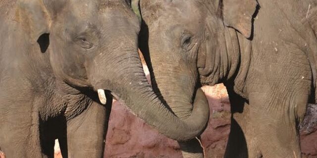 Ασιατικοί Ελέφαντες: οι νέοι κάτοικοι του Αττικού Ζωολογικού Πάρκου