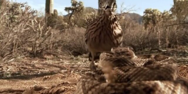 Θανάσιμη μάχη: RoadRunner vs Κροταλία. Ποιος θα νικήσει;