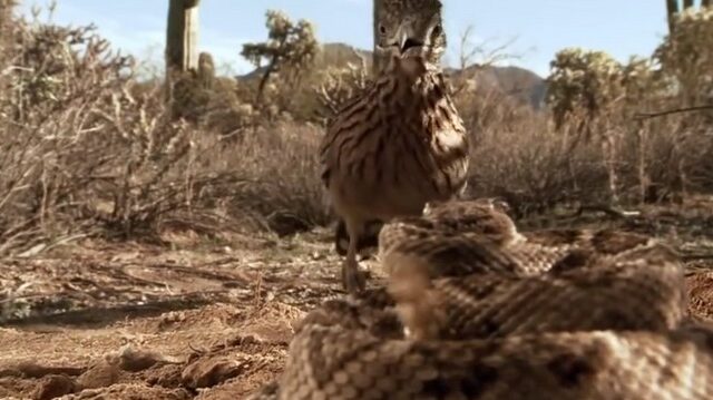 Θανάσιμη μάχη: RoadRunner vs Κροταλία. Ποιος θα νικήσει;