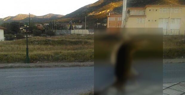 Χαλκιδική: Κτηνωδία. Άγνωστος σκότωσε και κρέμασε σκύλο σε πινακίδα σήμανσης έξω από σχολείο